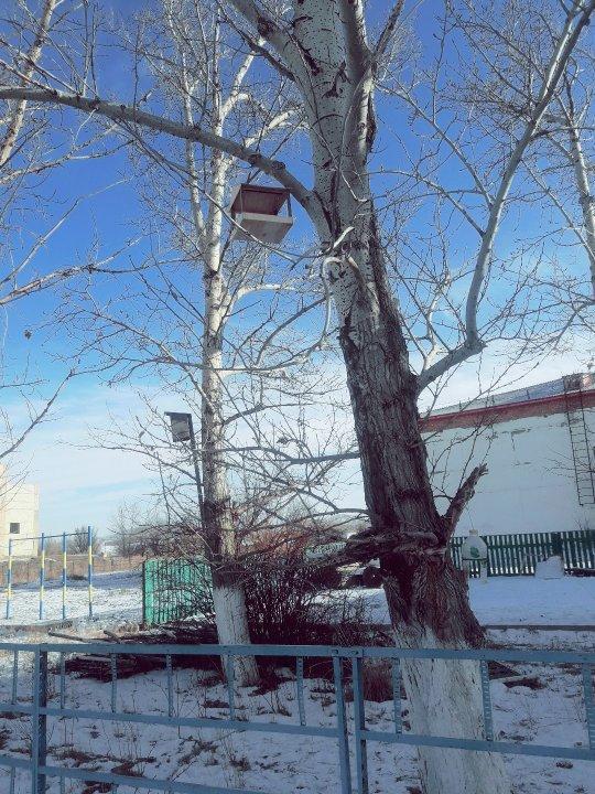 акция СИНИЧКИН ДЕНЬ